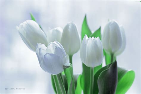 Flowers White Tulips Flowers Wallpapers 3840x2560