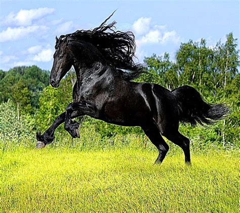 Andalusian Horse World Wallpaper Free Best Hd Wallpapers