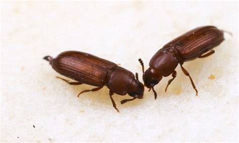 Same Sex Insect Mating Is Down To Rush To Reproduce Daily Mail Online