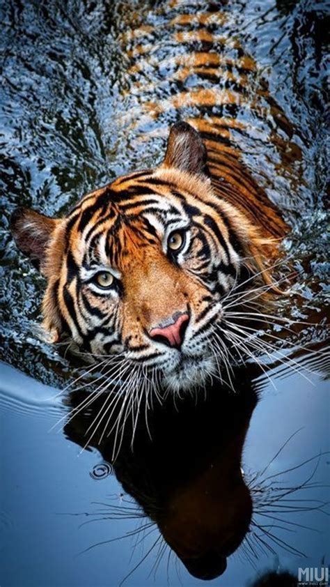 Tiger In The Water Reflection Most Beautiful Animals Majestic
