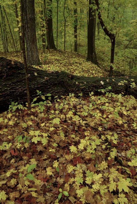 Forest Floor With Autumn Colors Stock Image Image Of Landscape