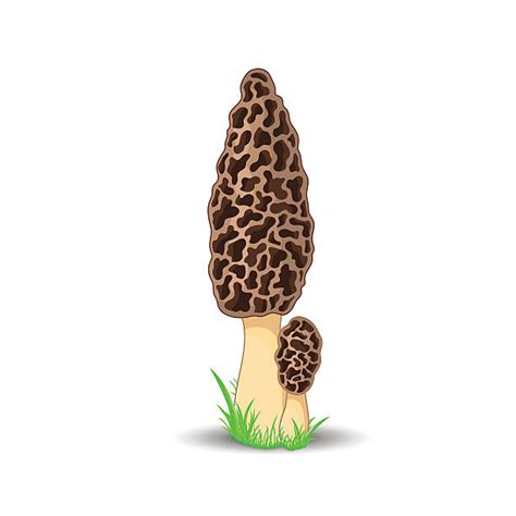 Best Morel Mushroom Illustrations Royalty Free Vector Graphics And Clip