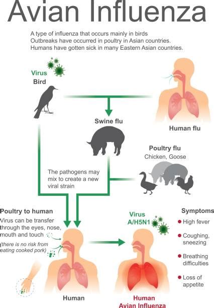 Bird Flu Treatment