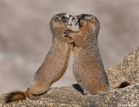 Russ Burden Nature Photo Tours