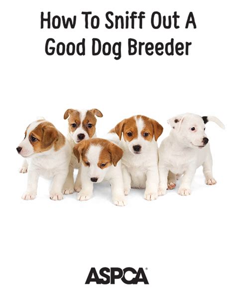 How To Get A Good Dog Breeder Dog Bread