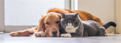 Looking After Your Senior Pet