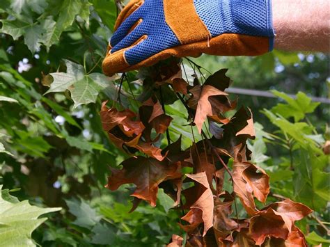 Brown Leaves On Tips Of Tree Branches How To Spot Cicada Damage