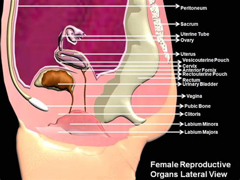 However, these organs help the body to function smoothly and keep us healthy and alive. Subhaditya InfoWorld: Human Female Reproductive Organs and Process of Reproduction