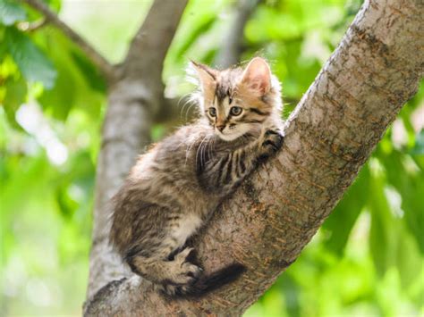 860 Cat Hanging From Tree Stock Photos Pictures And Royalty Free Images