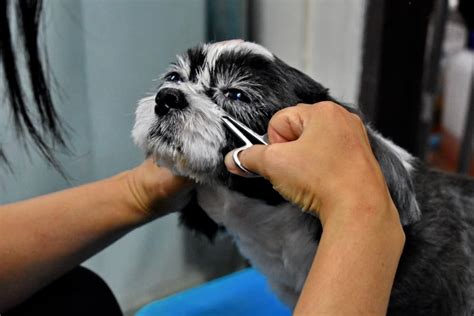 How To Safely Trim Around Your Dogs Eyes The Dogington Post