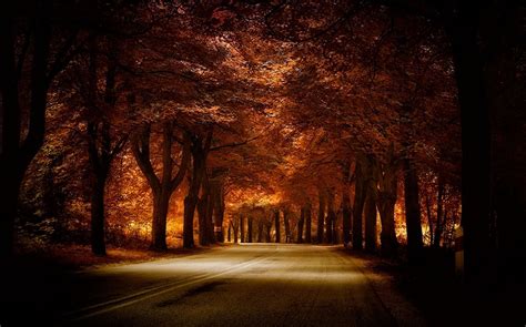 Tapety Slunečnímu Záření Stromy Krajina Les Podzim Noc Příroda
