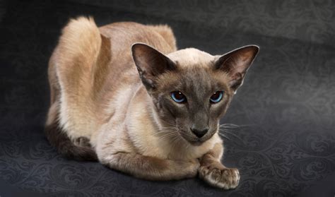 Balinese Cat Breed Information
