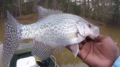 How To Catch Spawning Crappie Youtube