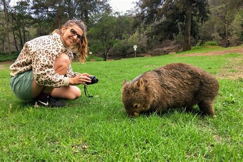 2023 Wild Wombat And Kangaroo Day Tour