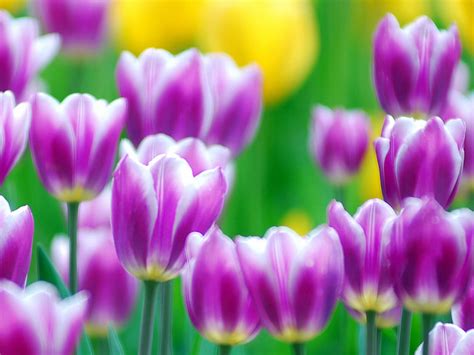 Purple Tulips Flowers Wallpapers Desktop Wallpaper