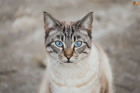 One thing all ojos azules cats have in common are beautifully distinctive white patches that are scattered throughout our fur, including the tail. Cute Zoo Pics Part 7 | Page 31 | FSUniverse