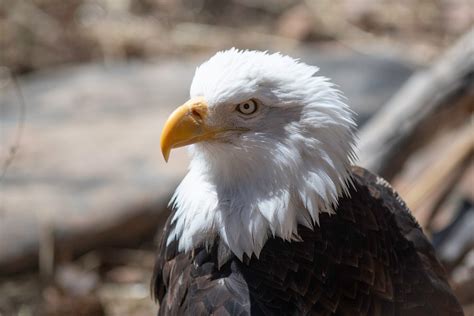 Bald Eagles Populations Are Growing But Sightings Are Less Frequent At