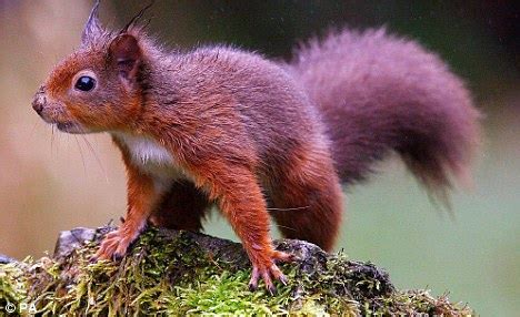 Learn more about the species we are working to protecting from becoming endangered or extinct. Britain's 10 most endangered species in icnludes hedgehog ...