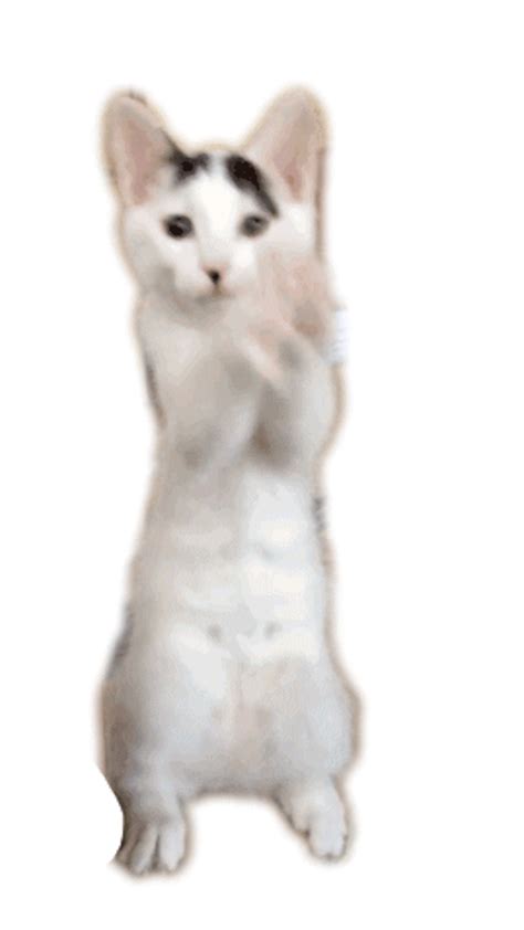 Download High Quality Cat Transparent Standing Transparent Png Images