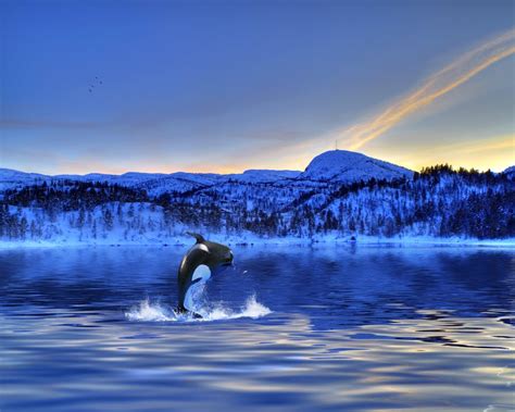 Wildlife And Animals In Norway Norway Travel Guide