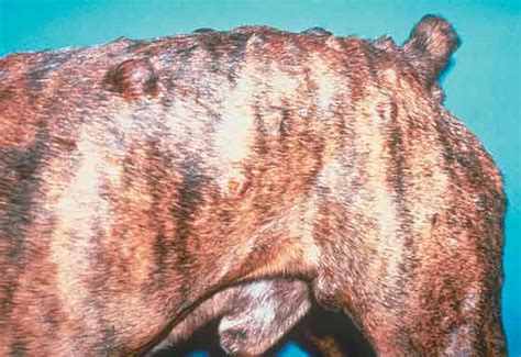 Causes Of Solid Appearing Lumps And Bumps Friends Of The Dog