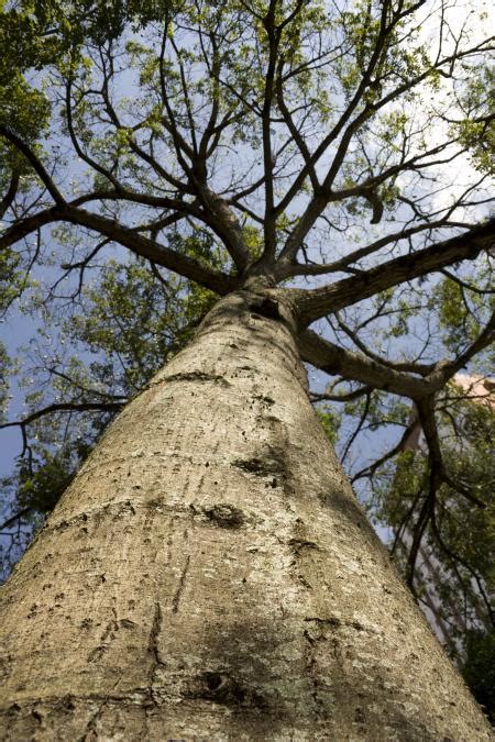 Free Photo Old Tree Trunk Bare Bspo06 Landscape Free Download