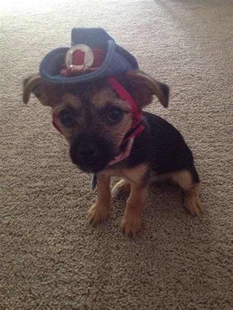 Puppy In Cowboy Hat Raww