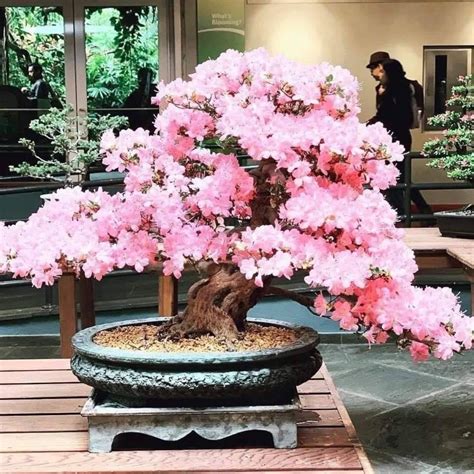 Weeping Cherry Bonsai Seeds Pk W Instructions Etsy