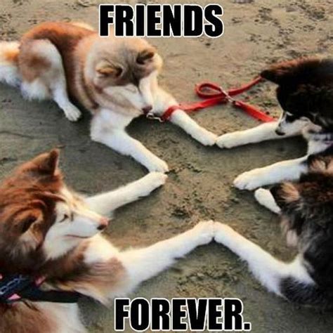65 Best Funny Friend Memes To Celebrate Best Friends In Our Lives