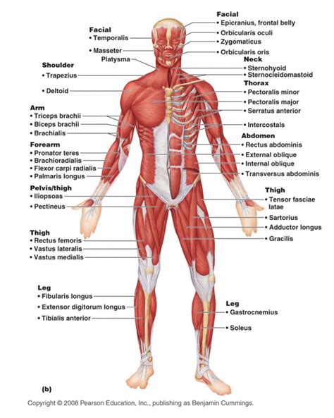 Muscular System Diagram Quizlet
