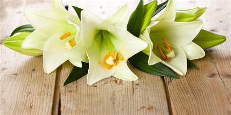 Easter Lily How To Care Visit The Plant Experts At Platt Hill Nursery