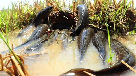 Top 3 Amazing Fishing Rural Man Catching A Lot Of Snakehead Fish