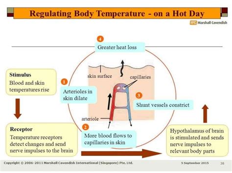 Role Of Skin In Regulation Of Body Temperature