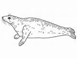 Seal Coloring Grey Seals Printable Drawing Sheet Children Crafts Drawings sketch template