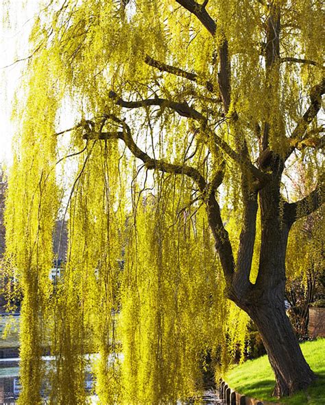 Weeping Golden Willow Trees For Sale Online The Tree Center