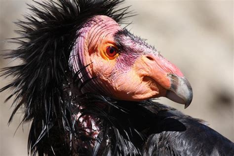 til that in 1987 there were only 22 california condors left on the planet after an aggressive
