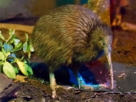 Wildlife In New Zealand Species Where To See Them