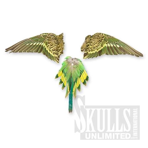 Parakeet Wings And Tail Green Melopsittacus Undulatus Wlq 1530 1