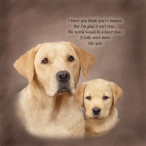 Those are silver, these are gold. Golden Retriever Quotes And Sayings. QuotesGram