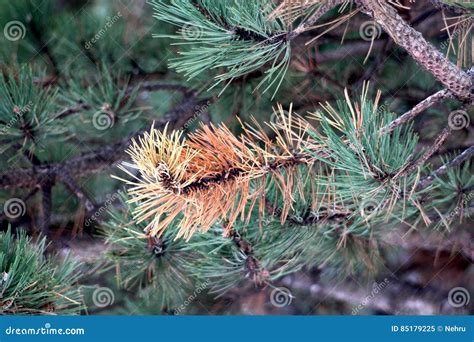 Dying Pine Tree Needles Turned Red Stock Image Image Of Water
