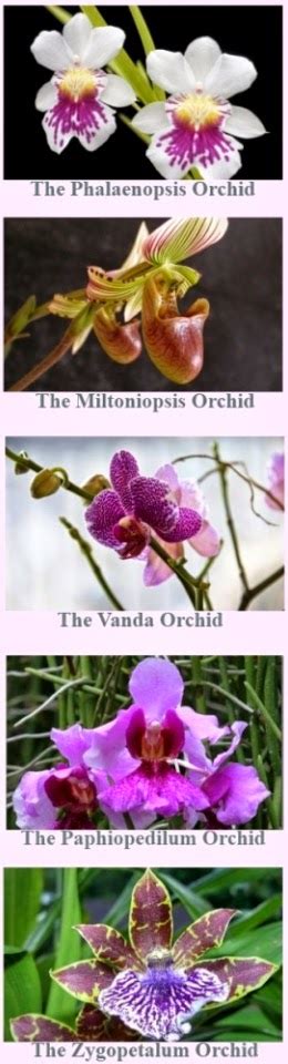 Gardening 5 Popular Types Of Orchids And Why They Are So Loved