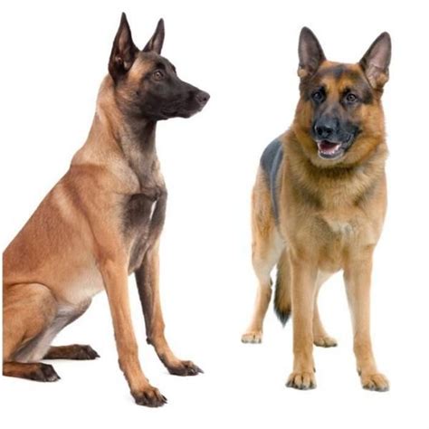 Differences Between German Shepherd And Belgian Shepherd Dogs Breed
