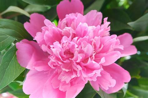 Delicate Pink Peony Flowers From The Spring Garden Stock Image Image