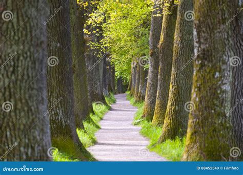 Beautiful Oak Tree Alley With Footpath Stock Image Image Of Lane