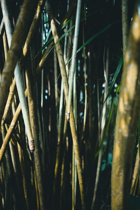 Bamboo Wallpaper For IPhone X Bamboo Wallpaper Jungle Wallpaper