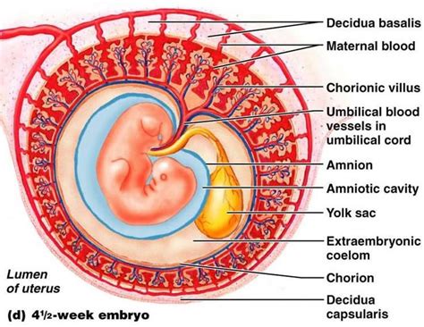 Print Reproductive System Of Embryonic Development Week Flashcards My