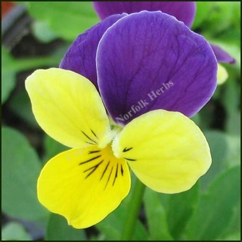 Buy Heartsease Wild Pansy Viola Tricolor From Norfolk