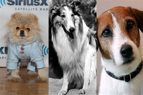 From Wags To Riches 9 Of Tvs Most Famous Dogs Photos