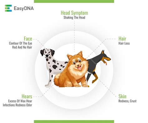 Cruelty free pet food 35 options for healthy dogs and cats. Dog allergies & symptoms - The holistic guide | EasyDNA UK