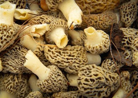 Types Of Edible Mushrooms And Their Benefits Mushroom